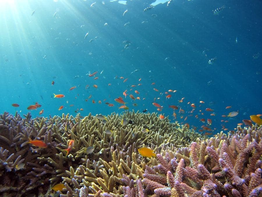Playa de aguas turquesa en Curazao, paquete todo incluido